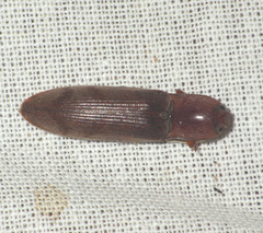 Stenagostus rhombeus