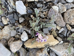 Astragalus molybdenus