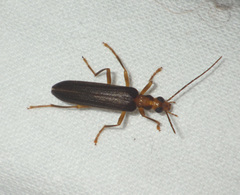 Nacerdes carniolica