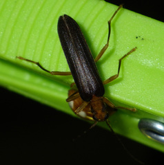 Nacerdes carniolica