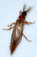 Phengodidae
