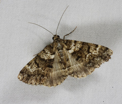 Lipogya leucoprosopa