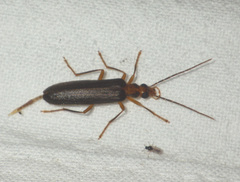Nacerdes carniolica