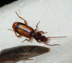 Polistichus connexus