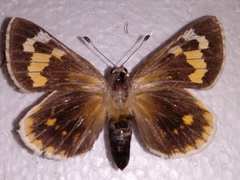 Megathymus streckeri leussleri