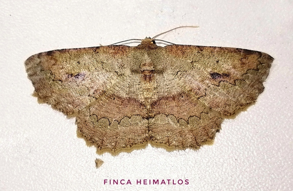 Sabulodes boarmidaria