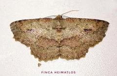 Sabulodes boarmidaria