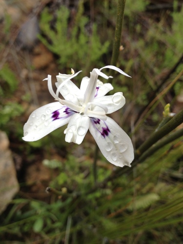 Moraea barkerae