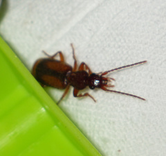 Polistichus connexus