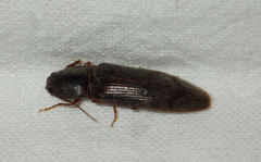 Stenagostus rhombeus