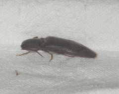 Stenagostus rhombeus