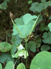 Oxalis trilliifolia