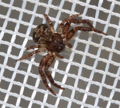 Bassaniana