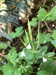 Oxalis trilliifolia