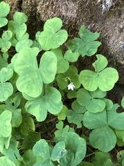 Oxalis trilliifolia
