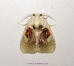 Arrhenophanes perspicilla