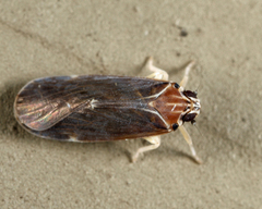Synecdoche impunctata