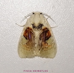 Arrhenophanes perspicilla