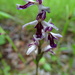 Galearis rotundifolia lineata - Photo (c) jozien, μερικά δικαιώματα διατηρούνται (CC BY-NC), uploaded by jozien
