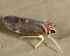 Synecdoche impunctata