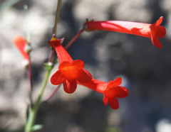 Penstemon subulatus