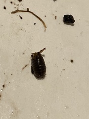 Porcellio laevis