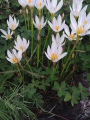 Zephyranthes candida