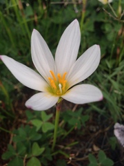 Zephyranthes candida