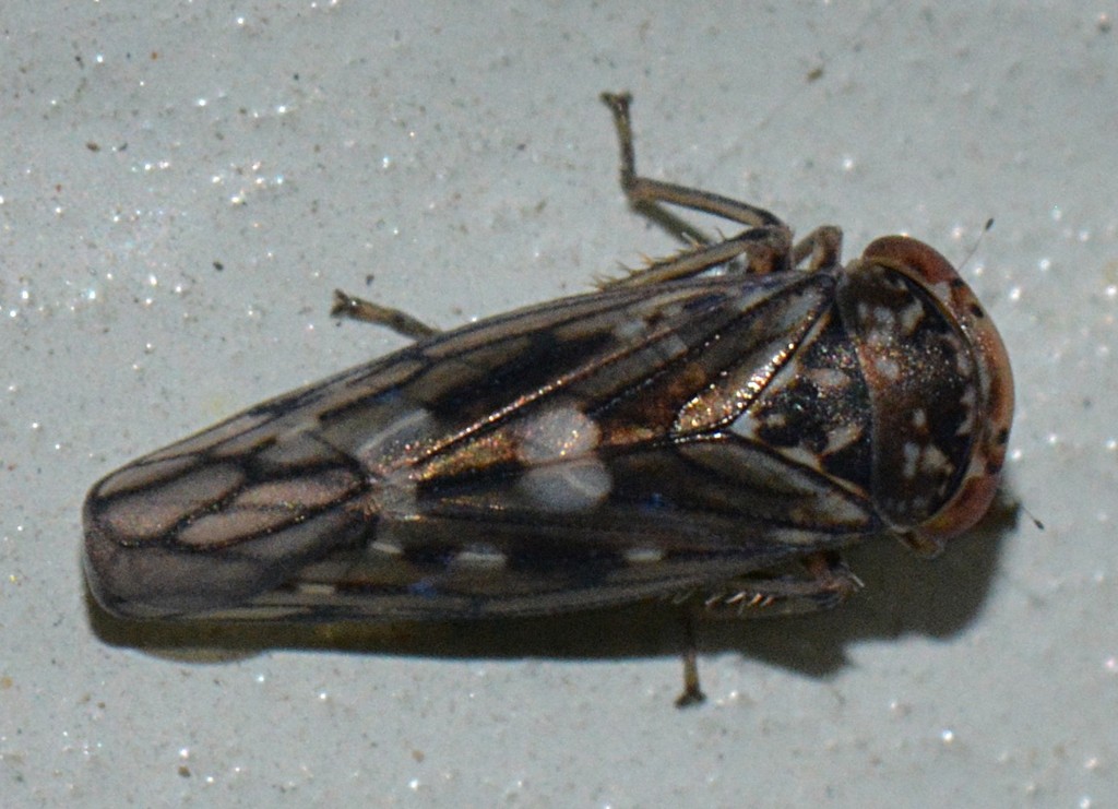 Idiocerus xanthiops