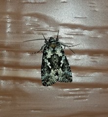 Syngrapha rectangula
