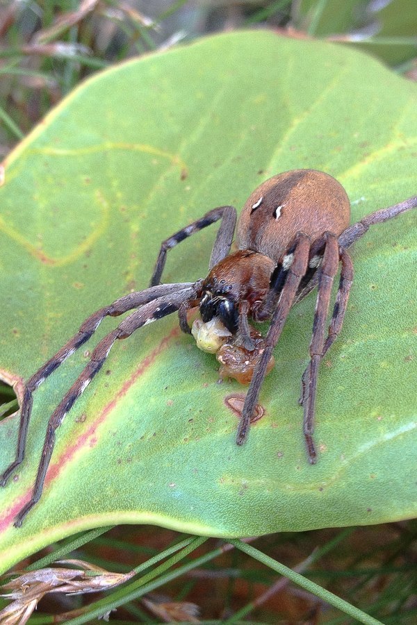 Rain Spiders