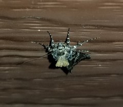Syngrapha rectangula