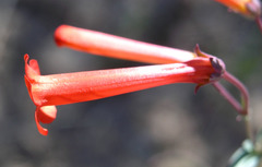Penstemon subulatus