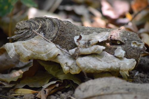 Hongo de repisa de coníferas (Trametes villosa)