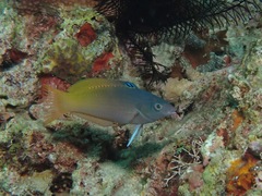 Halichoeres prosopeion