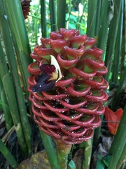 Zingiber macradenium