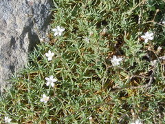 Sabulina nuttallii