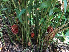 Zingiber macradenium