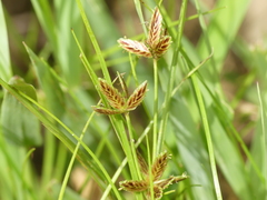 Cyperus bipartitus