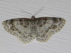 Hydrelia inornata