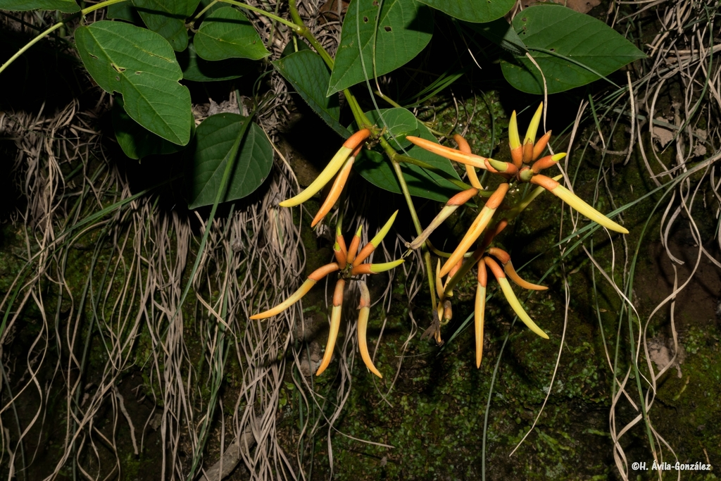 Erythrina longipes