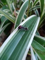 Camponotus singularis