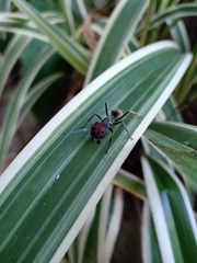 Camponotus singularis