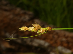 Carex alata
