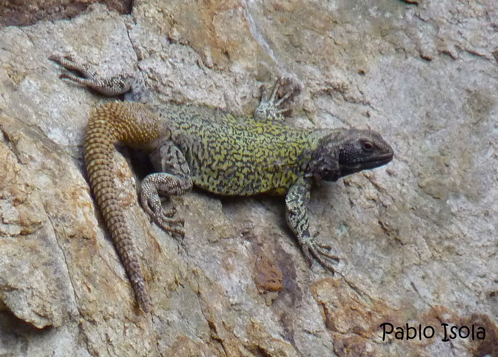 High Mountain Lizard