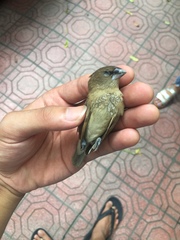 Lonchura punctulata topela