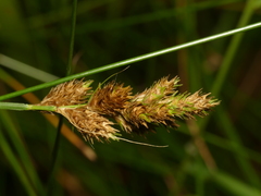 Carex alata