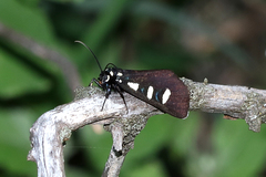 Alypiodes bimaculata