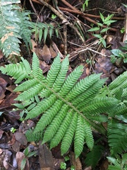 Steiropteris deltoidea