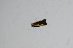 Dichomeris inserrata